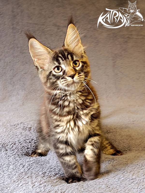 Katran  Royce - Kitten maine-coon 2 months 1 week