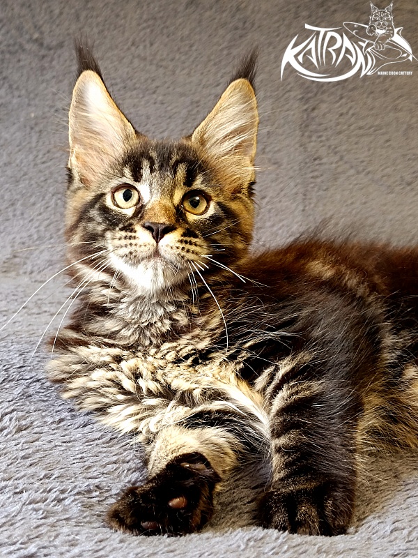 Katran  Royce - Kitten maine-coon 2 months 1 week