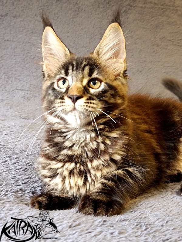 Katran  Royce - Kitten maine-coon 2 months 1 week
