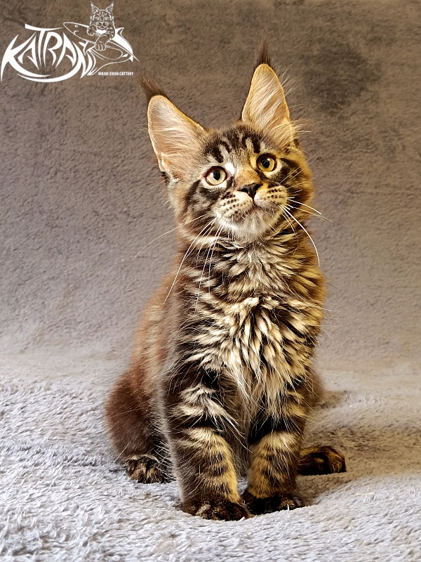 Katran  Royce - Kitten maine-coon 2 months 1 week