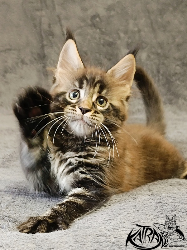 Katran  Royce - Kitten maine-coon 1 month 2 weeks