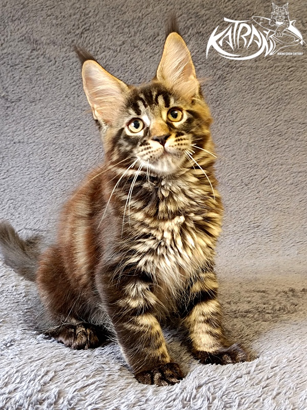 Katran  Royce - Kitten maine-coon 2 months 1 week