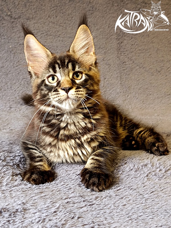 Katran  Royce - Kitten maine-coon 2 months 1 week
