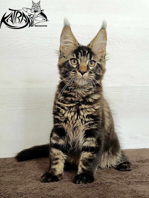 Katran  Royce - Kitten maine-coon 3 months
