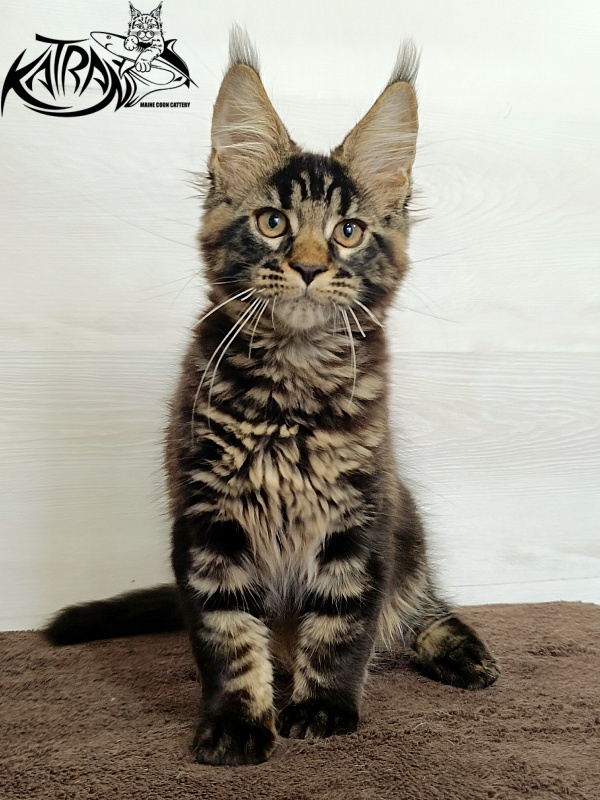 Katran  Royce - Kitten maine-coon 3 months