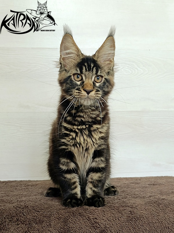 Katran  Royce - Kitten maine-coon 3 months