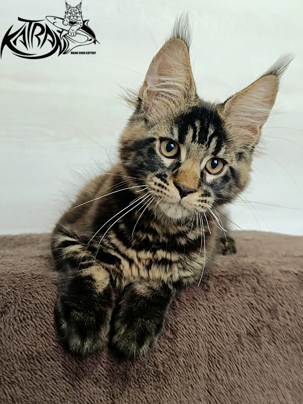 Katran  Royce - Kitten maine-coon 3 months