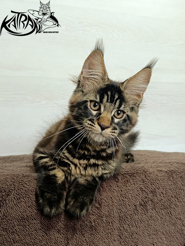 Katran  Royce - Kitten maine-coon 3 months