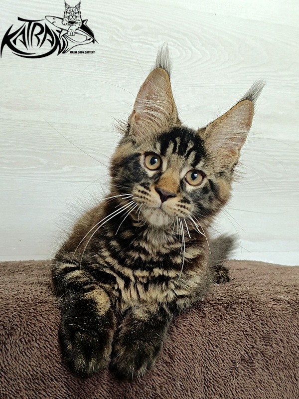Katran  Royce - Kitten maine-coon 3 months