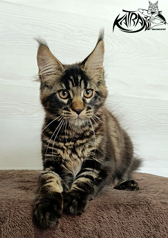 Katran  Royce - Kitten maine-coon 3 months