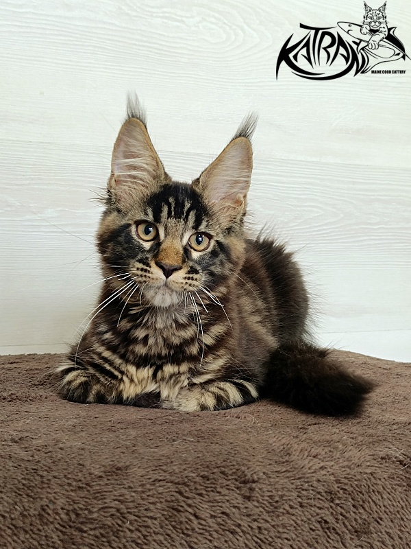 Katran  Royce - Kitten maine-coon 3 months