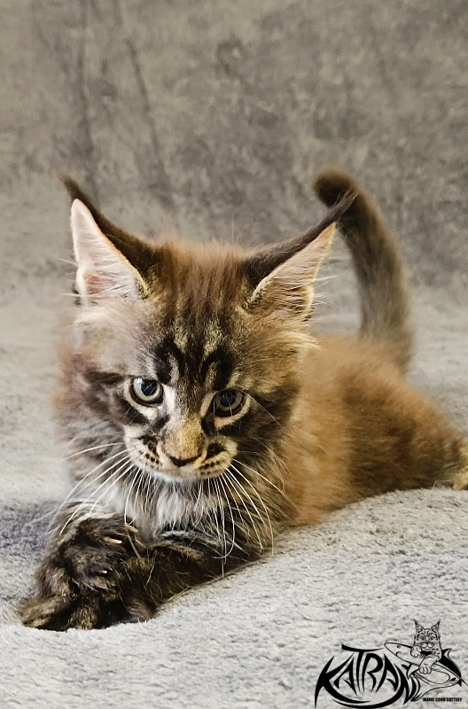 Katran  Royce - Kitten maine-coon 1 month 2 weeks
