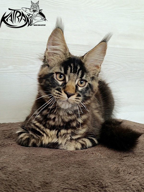Katran  Royce - Kitten maine-coon 3 months