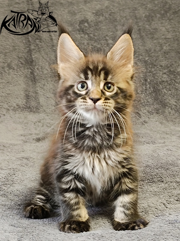 Katran  Royce - Kitten maine-coon 1 month 2 weeks
