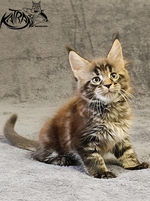 Katran  Royce - Kitten maine-coon 1 month 2 weeks