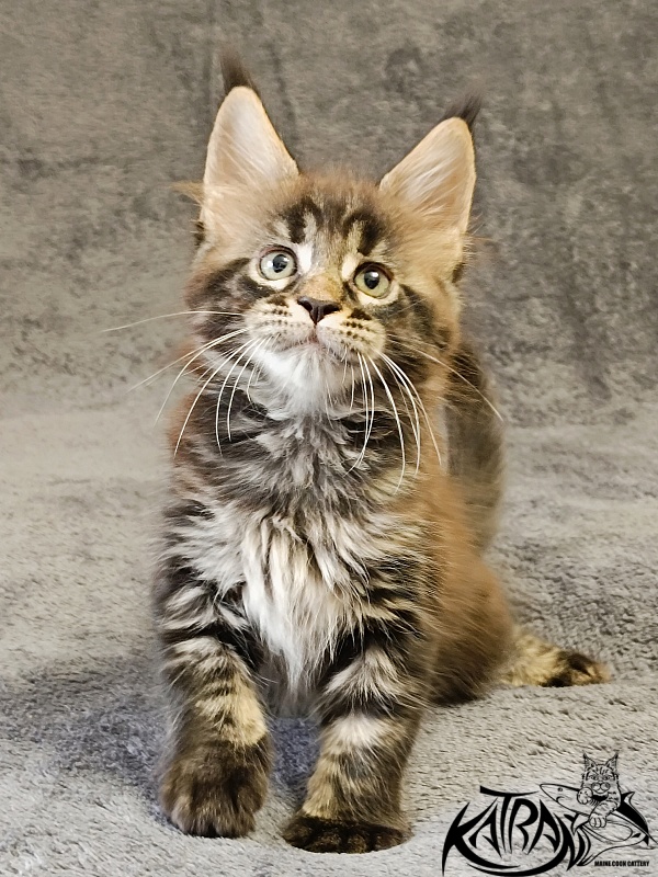 Katran  Royce - Kitten maine-coon 1 month 2 weeks