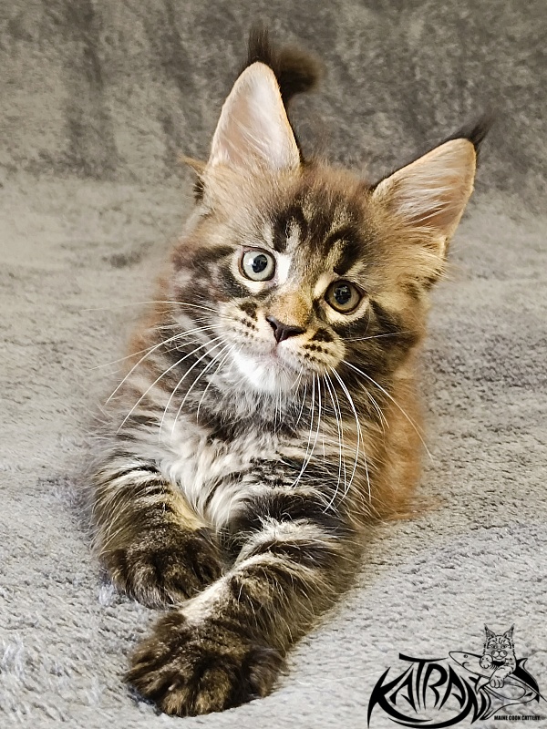 Katran  Royce - Kitten maine-coon 1 month 2 weeks