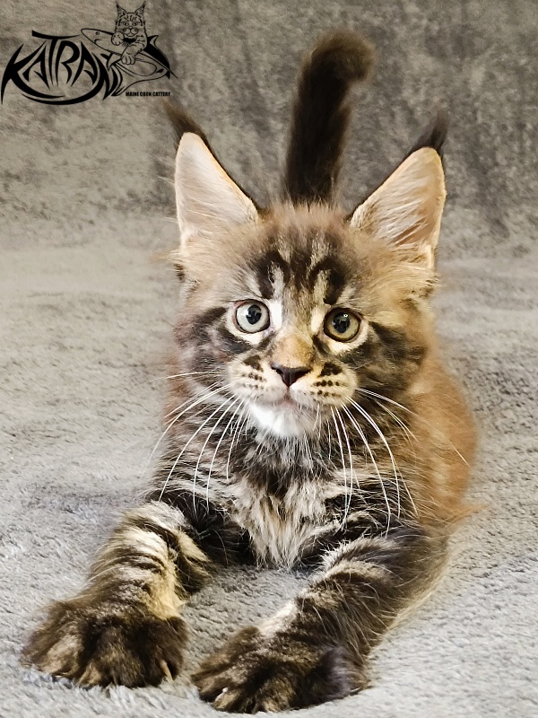 Katran  Royce - Kitten maine-coon 1 month 2 weeks