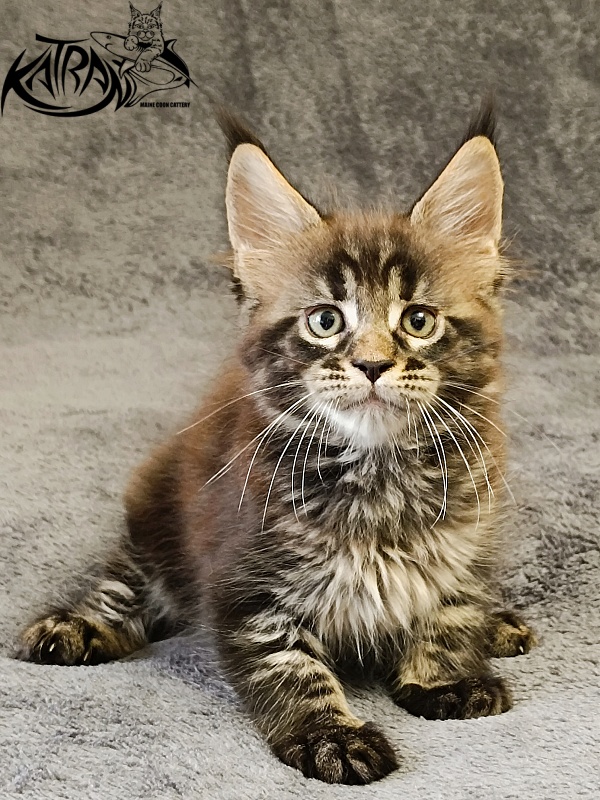Katran  Royce - Kitten maine-coon 1 month 2 weeks